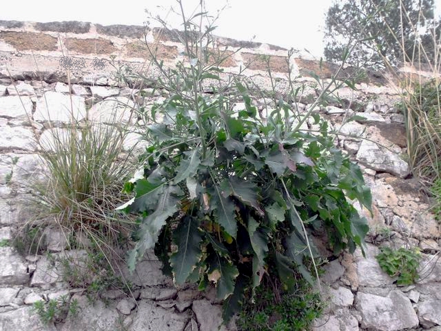 Da confermare - cfr. Brassica rupestris